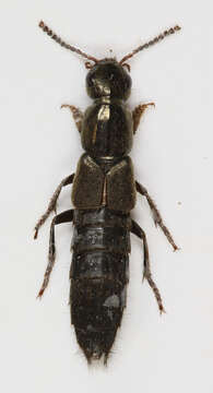 Image of Ocypus (Pseudocypus) fuscatus (Gravenhorst 1802)