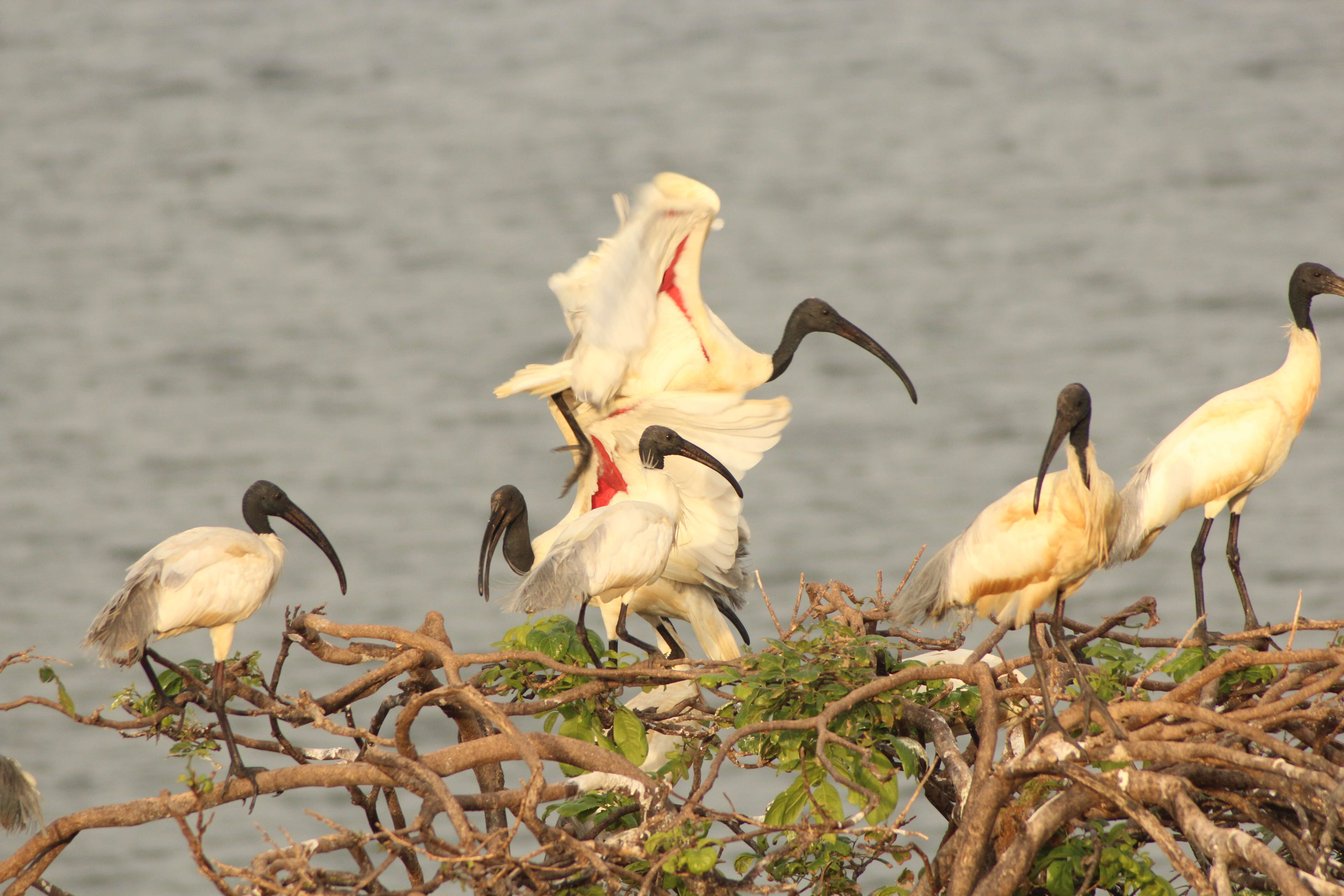 Image of Black-headed Ibis