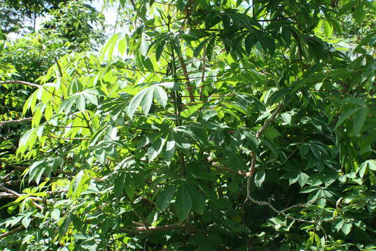 Image of cassava