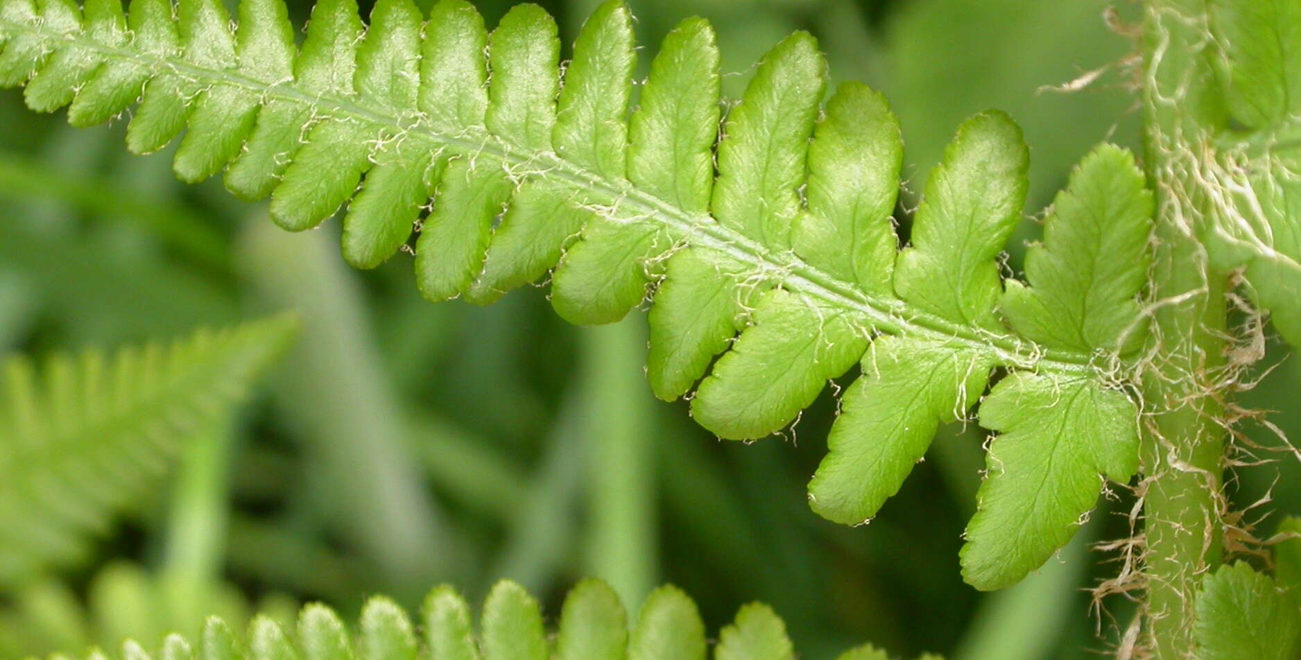 Image of male fern