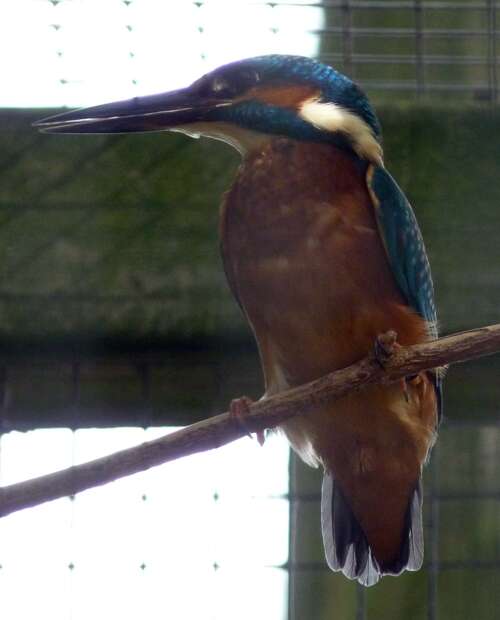 Image of Alcedo Linnaeus 1758