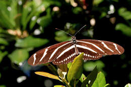 Image of Heliconius