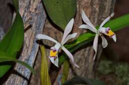 Imagem de Cattleya iricolor Rchb. fil.