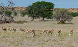 Image of Springbok