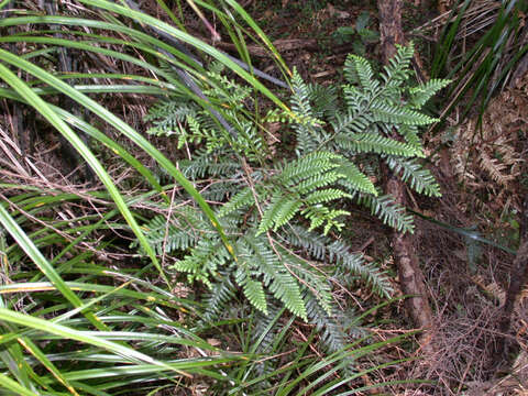 Image of Libocedrus