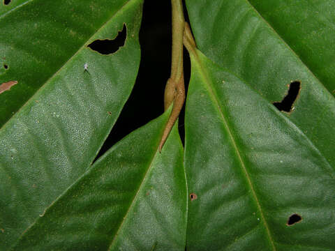 Plancia ëd Ardisia dunlapiana P. H. Allen