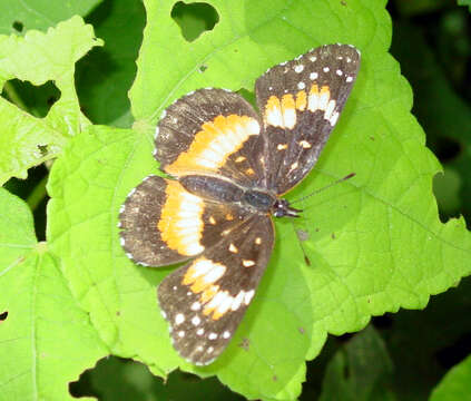 Image of Bordered Patch