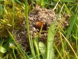 Image of Tawny Mining Bee