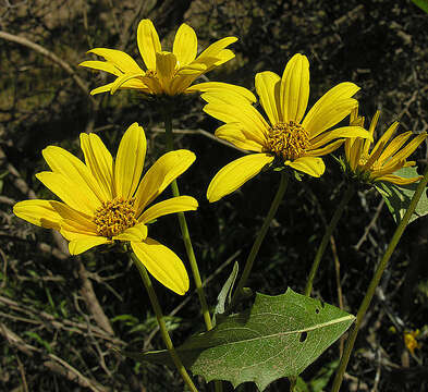 Image of Flourensia thurifera (Molina) DC.