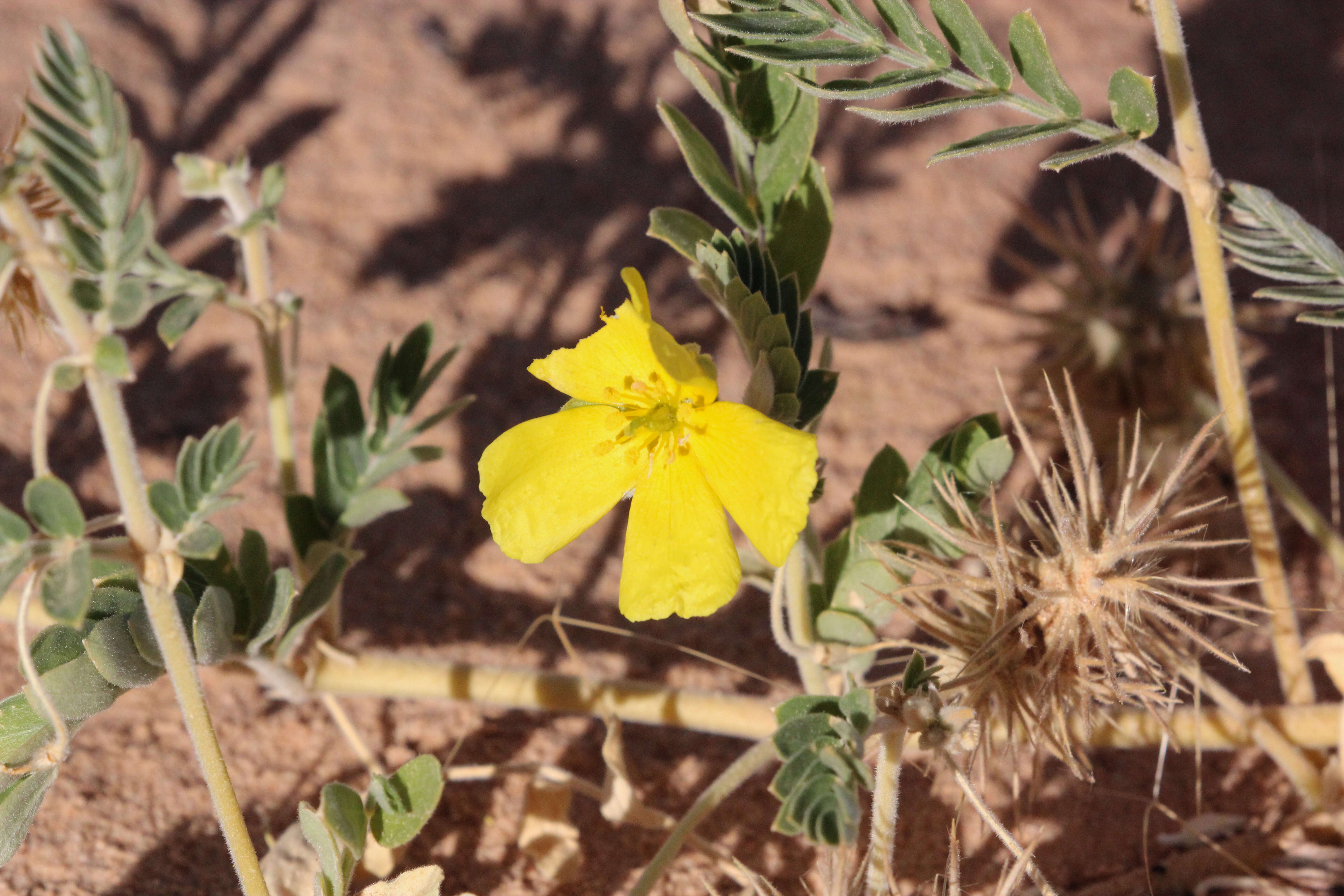 Image of Tribulus hystrix R. Br.