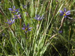 Слика од Sisyrinchium idahoense E. P. Bicknell