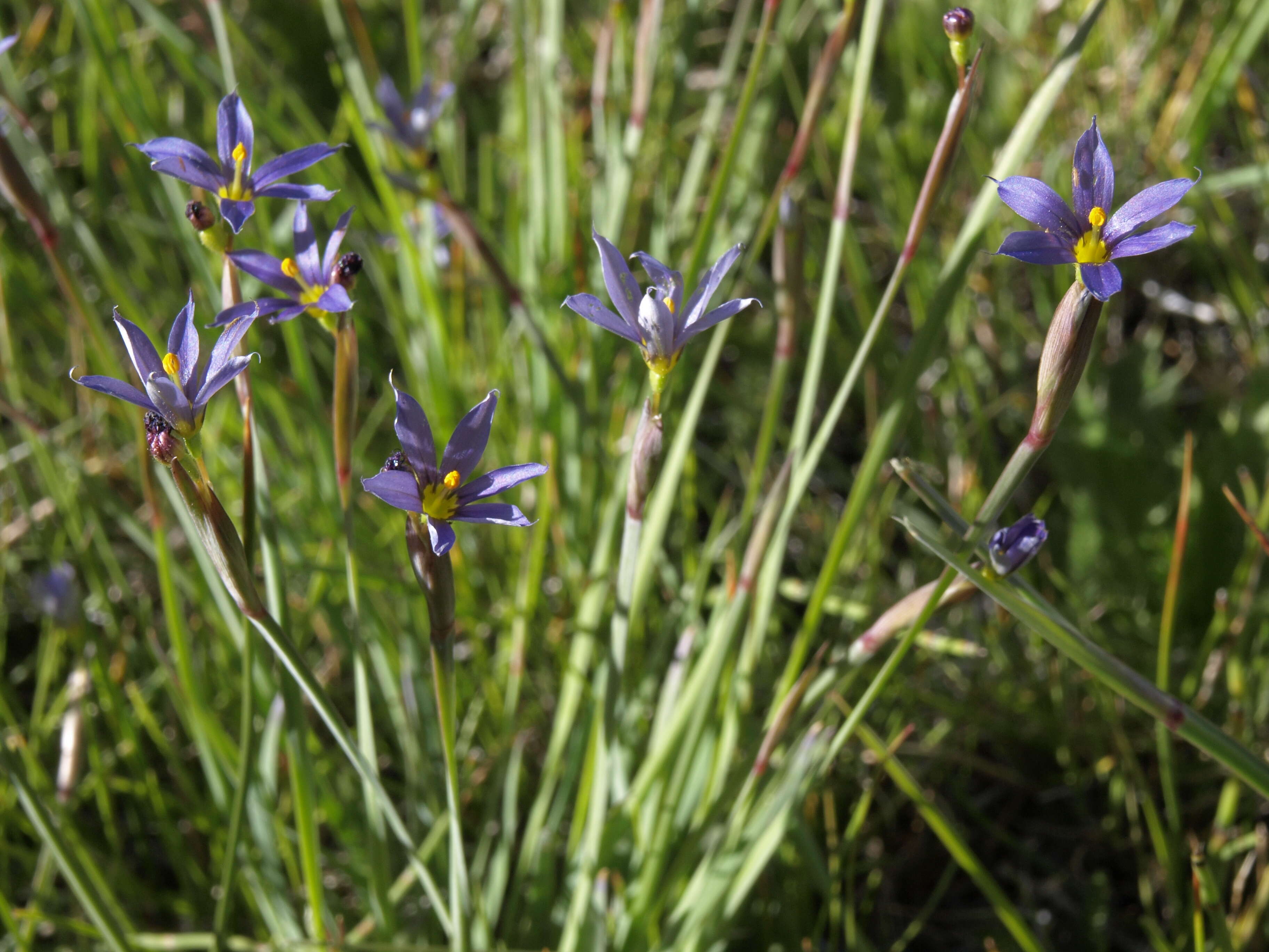 Image of Idaho blue-eyed grass