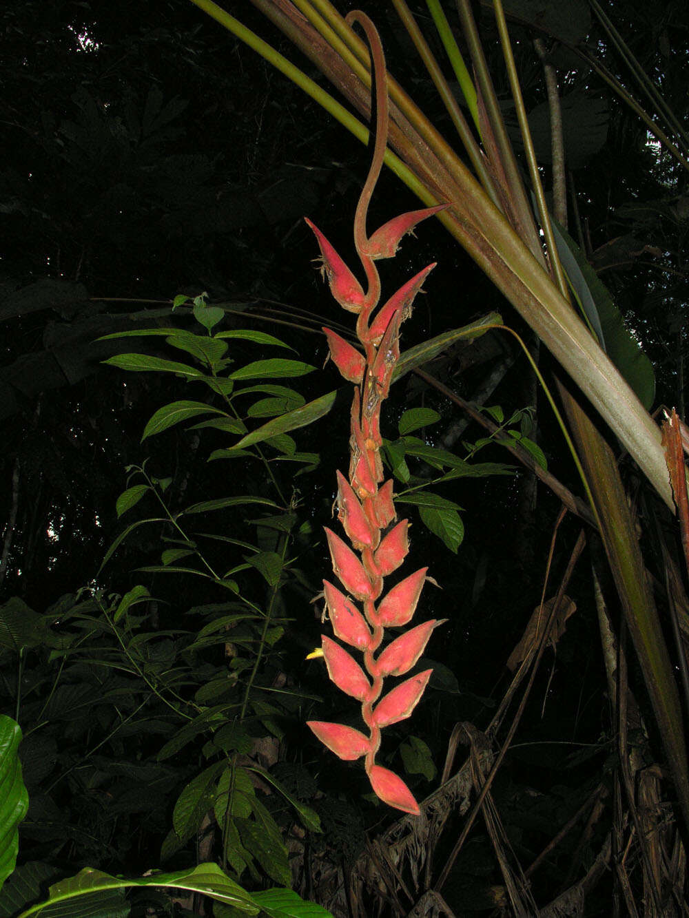 Heliconia pogonantha Cufod.的圖片