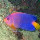 Image of Japanese Angelfish