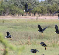 Image of Egretta Forster & T 1817