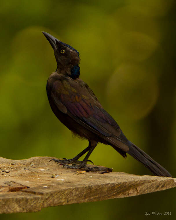 Image de Quiscale bronzé