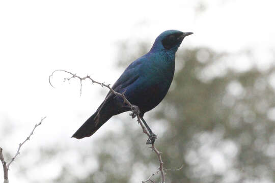 Image of Burchell's Glossy-Starling