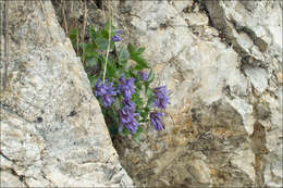 Image of Paederota bonarota (L.) L.