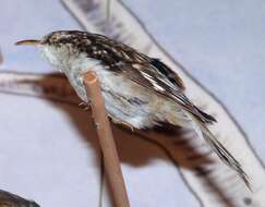 Image of treecreepers