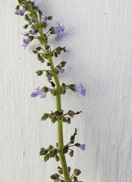 Image de Plectranthus parviflorus Willd.