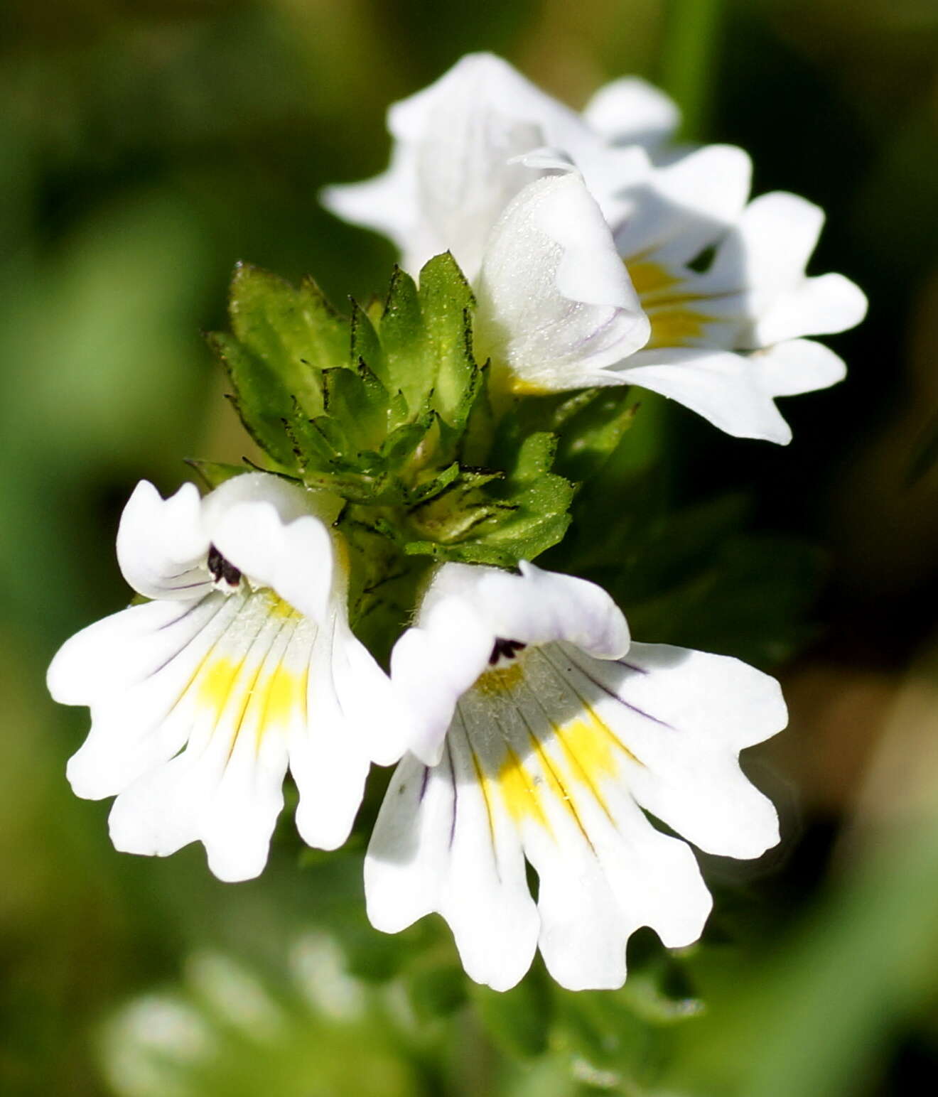 Imagem de Euphrasia officinalis subsp. officinalis