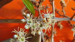 Image of Miconia albicans (Sw.) Steud.