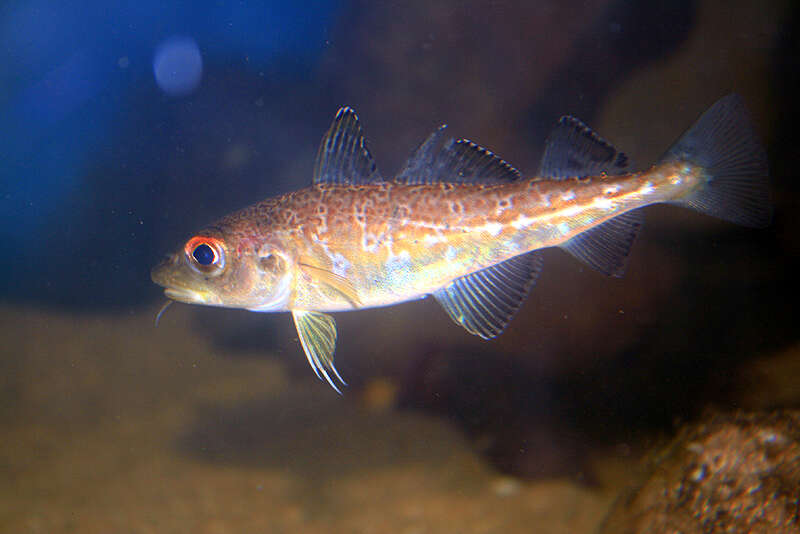 Image of Atlantic cod