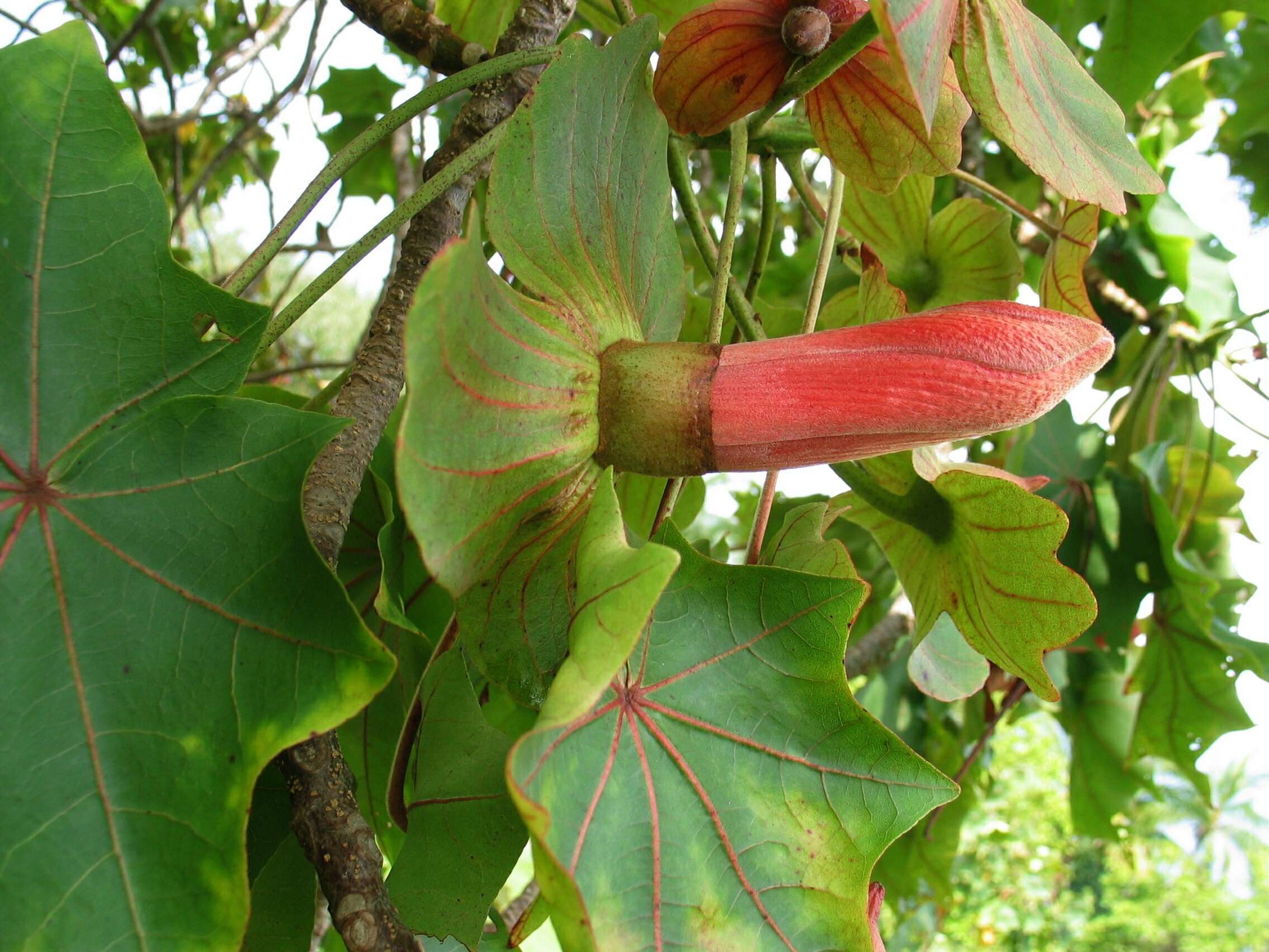 Image of treecotton