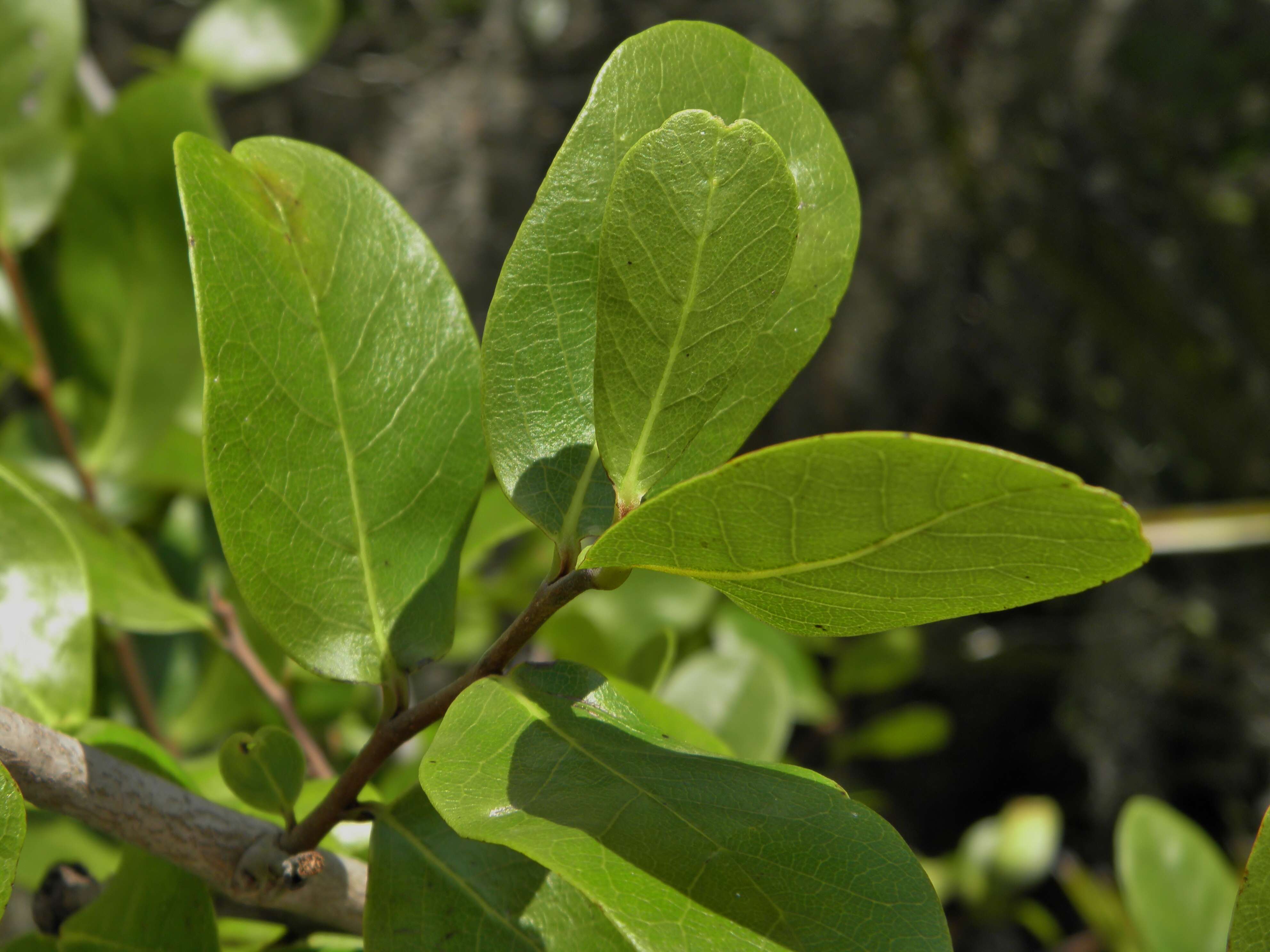 Image of pawpaw