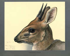 Image of Common Duiker