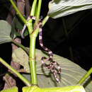 Image of Yucatán Blunthead Snake