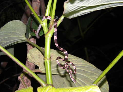 Image of Yucatán Blunthead Snake