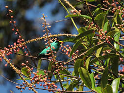 Image of Sarcopera sessiliflora (Triana & Planch.) H. G. Bedell