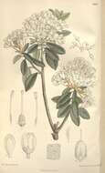 صورة Rhododendron neoglandulosum Harmaja