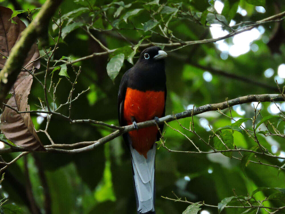 Image of Trogon Brisson 1760