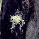 Image of Usnea