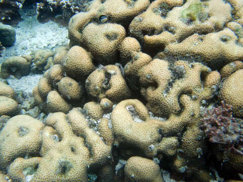 Image of leaf coral