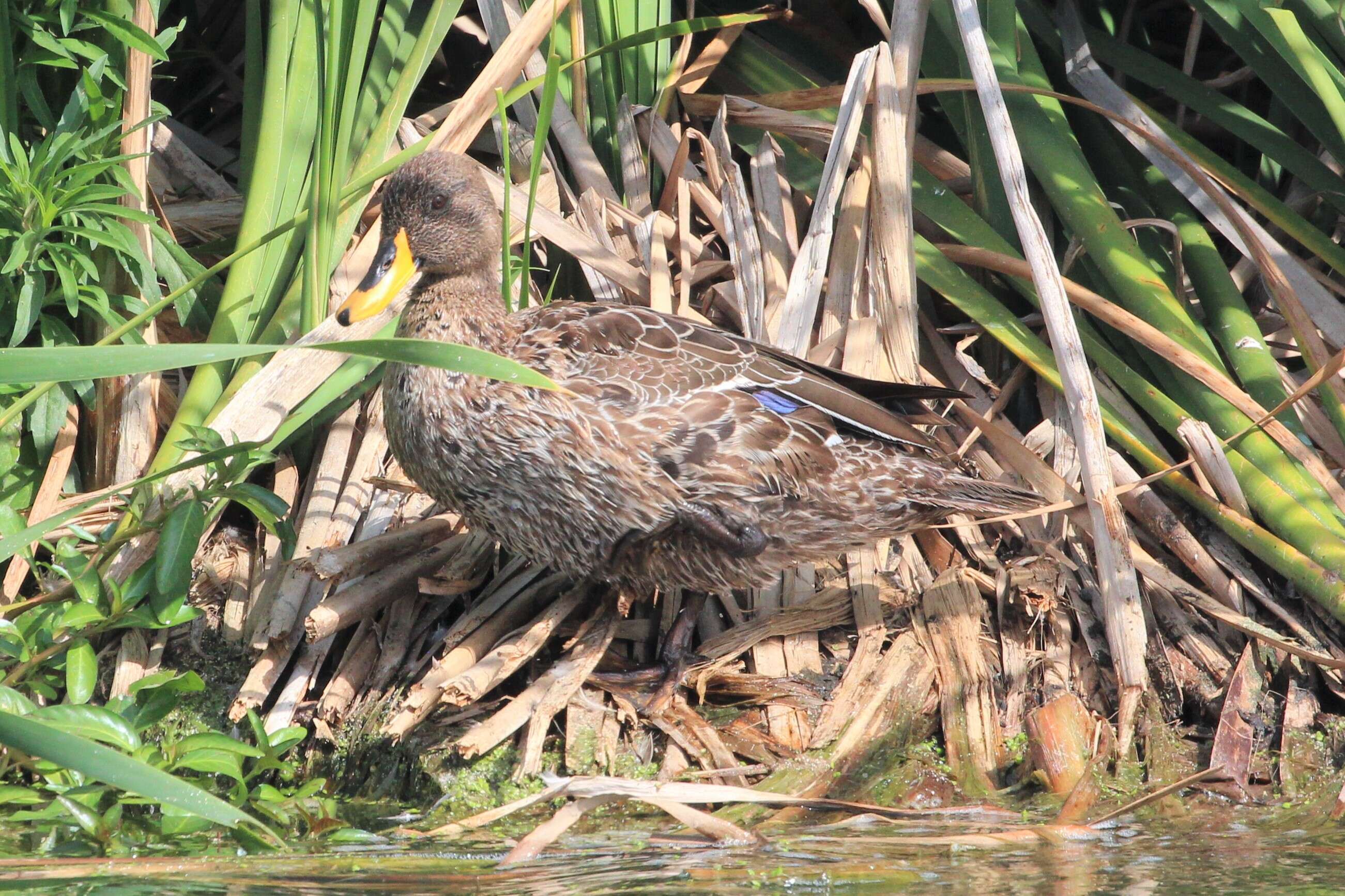 Image of Yellow-billed Duck