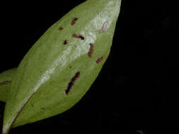 Imagem de Oryctanthus occidentalis (L.) Eichler