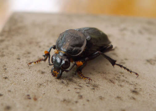 Image of Nicrophorus (Nicrophorus) humator (Gleditsch 1767)