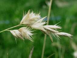 Image of Rytidosperma geniculatum (J. M. Black) Connor & Edgar