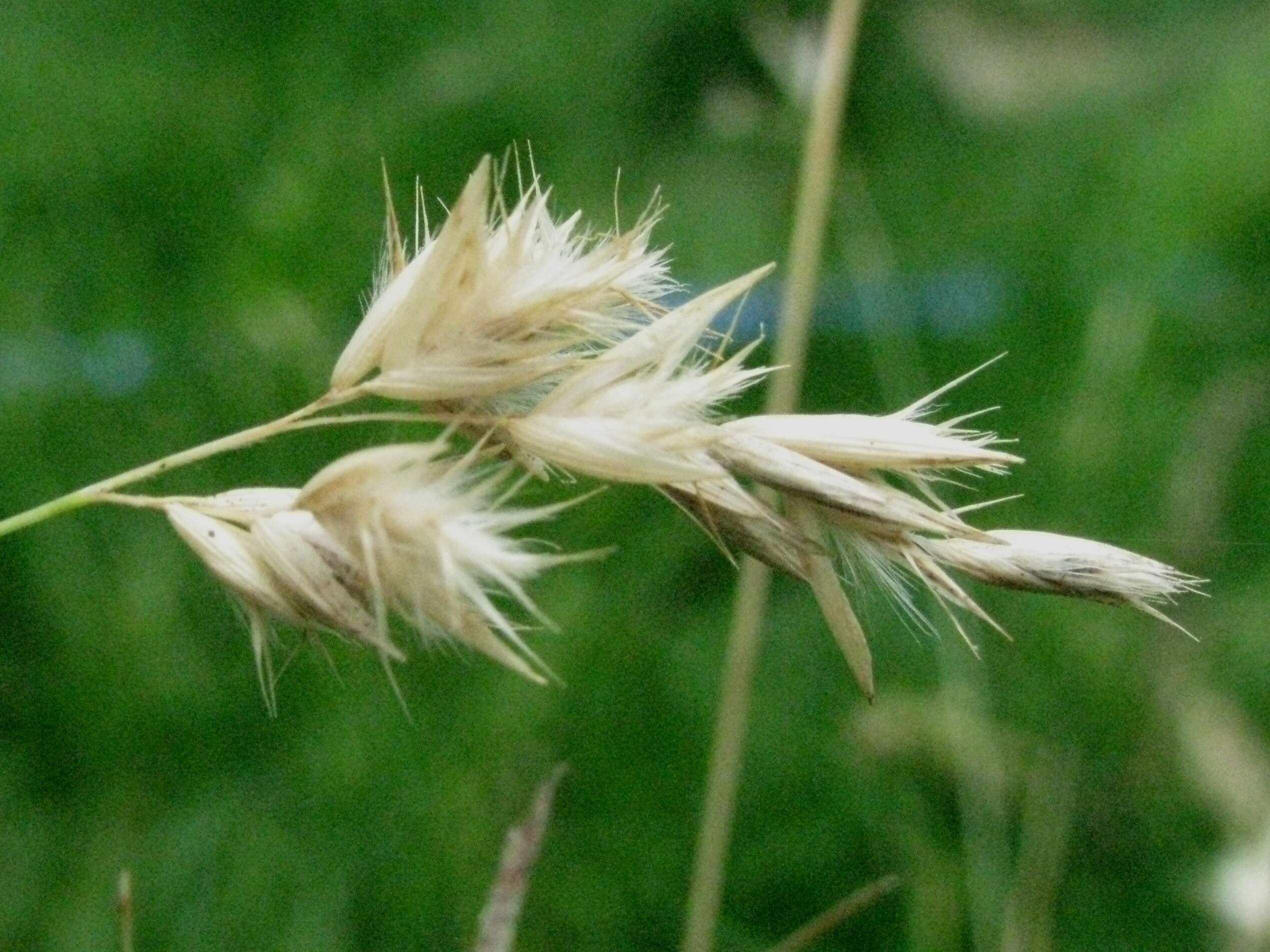 Image of Rytidosperma geniculatum (J. M. Black) Connor & Edgar