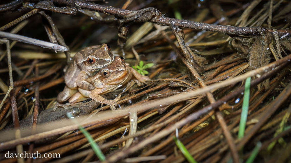 Image of Chorus Frogs