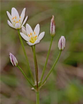 Image of false garlic