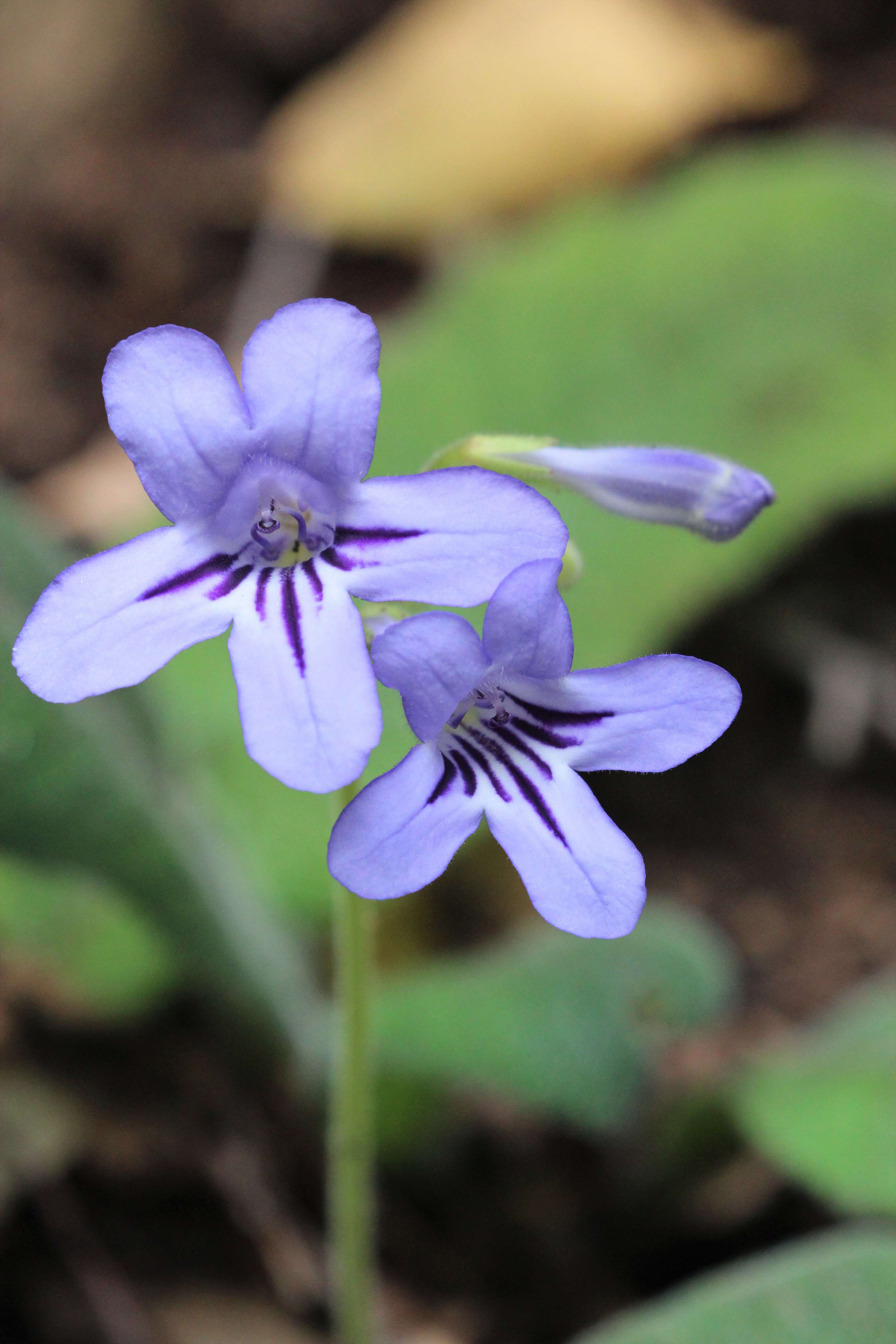 Streptocarpus formosus (Hilliard & B. L. Burtt) T. J. Edwards resmi