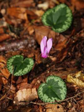 Image of cyclamen