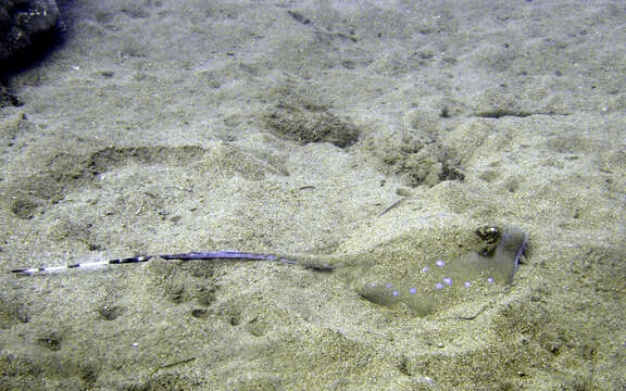 Image of Bluespotted Maskray