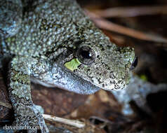 Image of Gray Treefrog