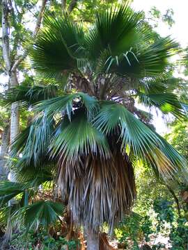 Pritchardia beccariana Rock的圖片