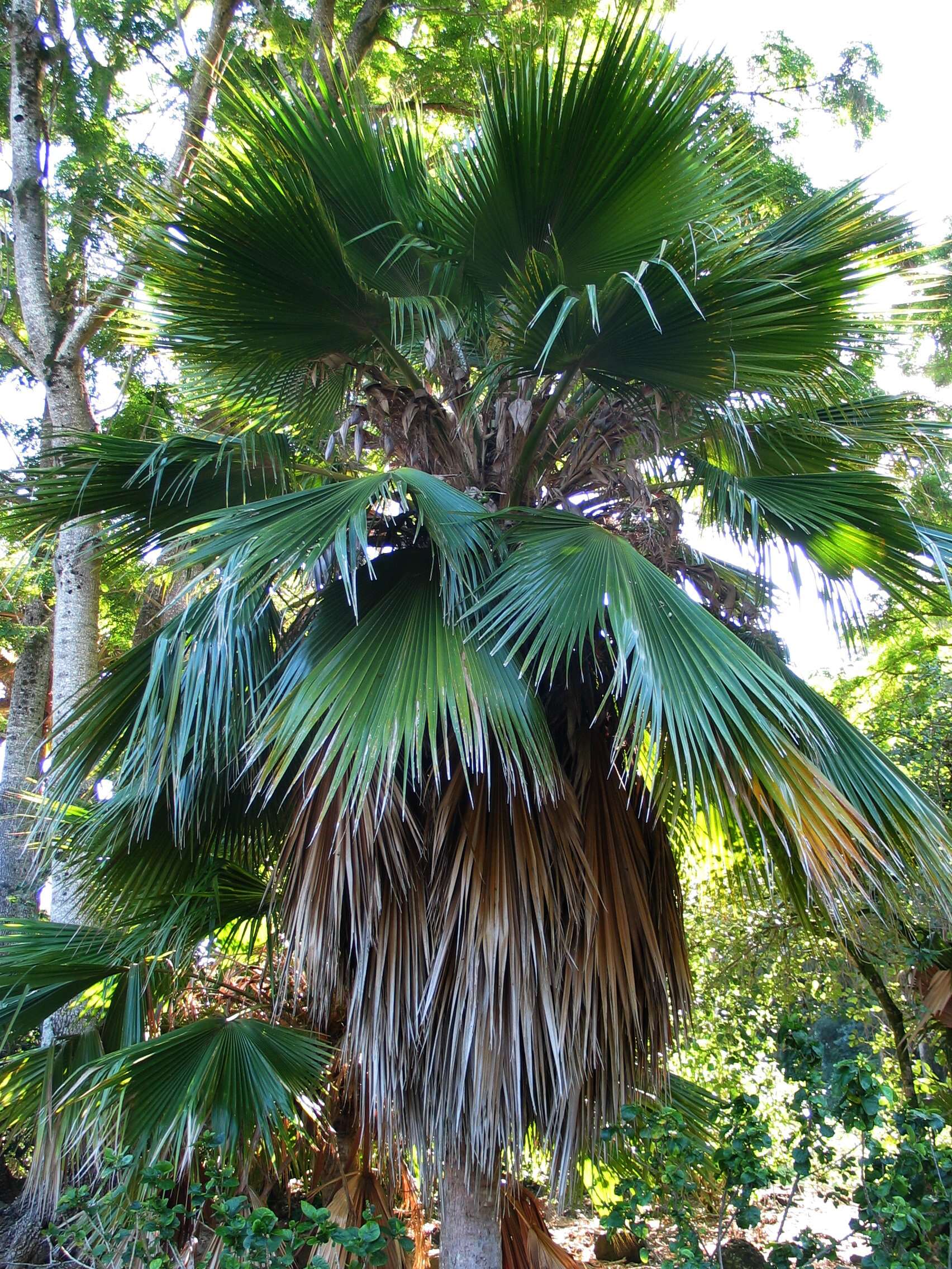 Pritchardia beccariana Rock的圖片